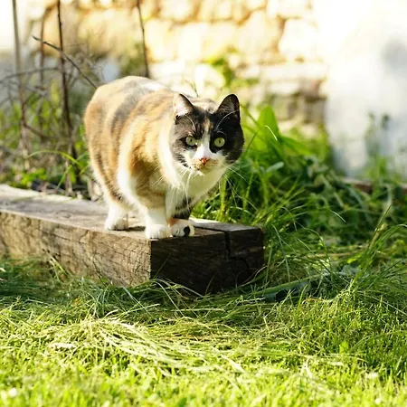 Chateau De Champblanc Ubytování v soukromí Cherves-de-Cognac